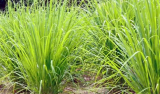 蚊香泡水加花露水能驱蚊吗