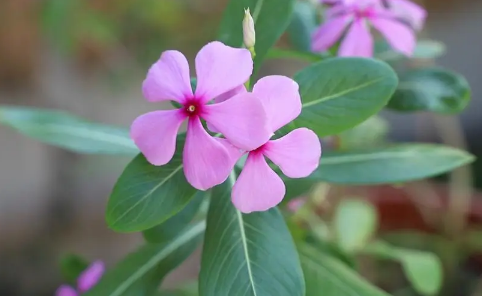 长春花的花瓣有没有毒可以在卧室养护吗2